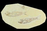 Pair of Fossil Fish (Knightia) - Green River Formation #126563-1
